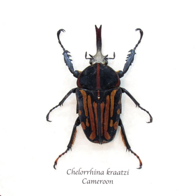 Rare African Scarab beetle framed taxidermy - Chelorrhina kraatzi - large size