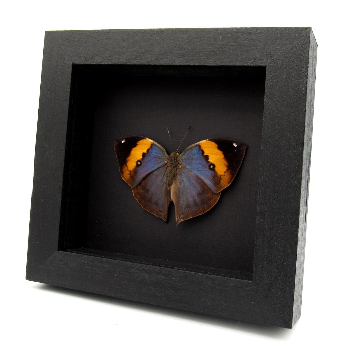 Rare Blue Leaf butterfly taxidermy - Kallima limborgii - Victorian mount