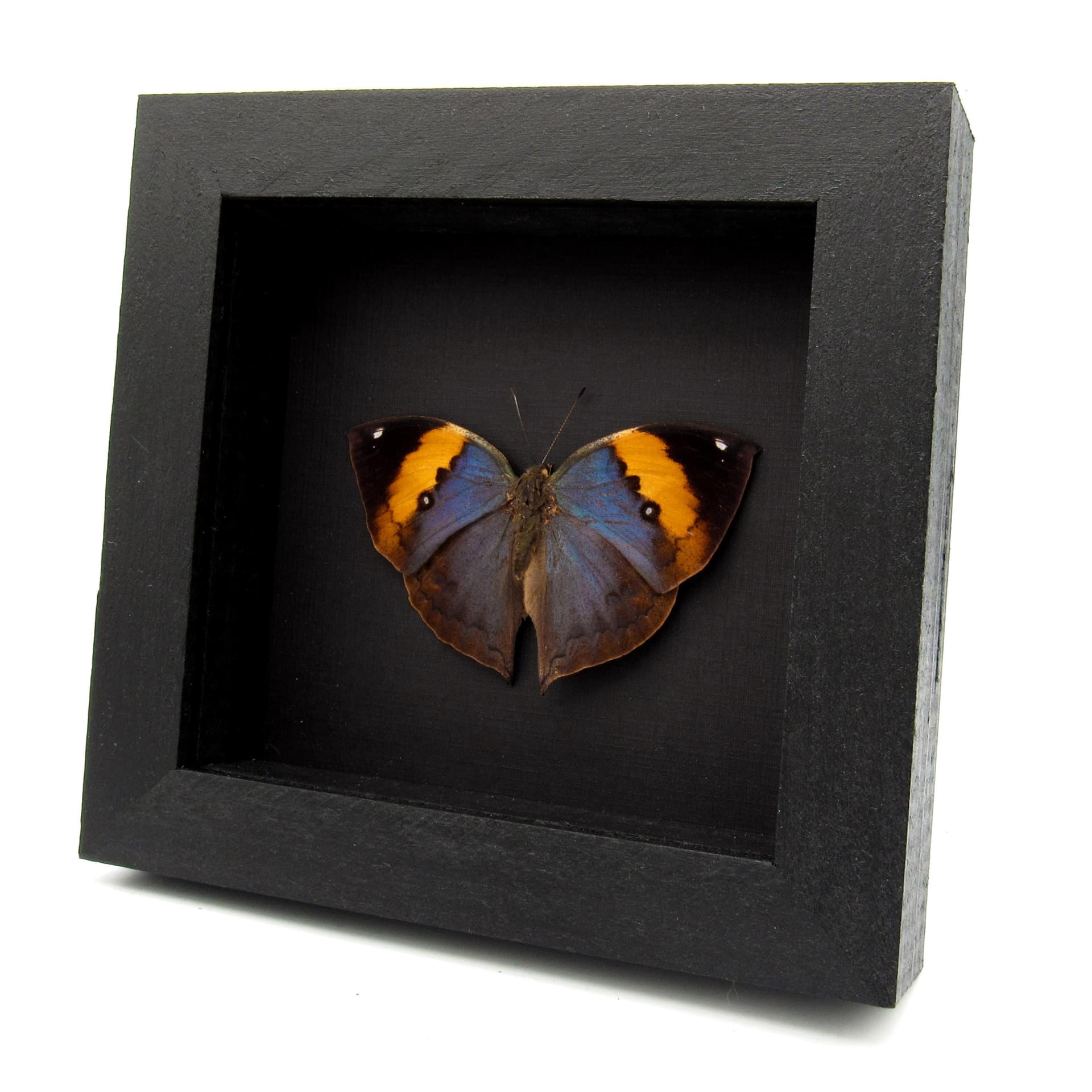 Rare Blue Leaf butterfly taxidermy - Kallima limborgii - Victorian mount