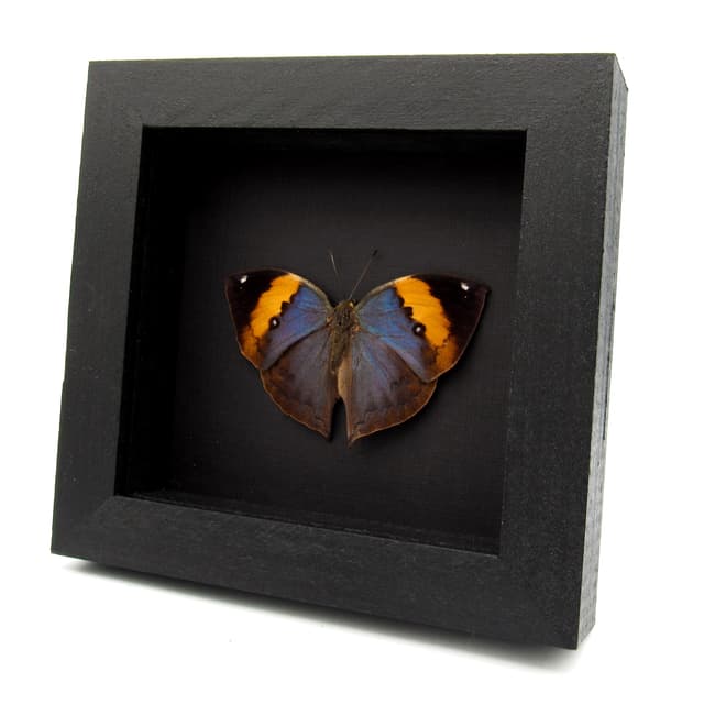 Rare Blue Leaf butterfly taxidermy - Kallima limborgii - Victorian mount
