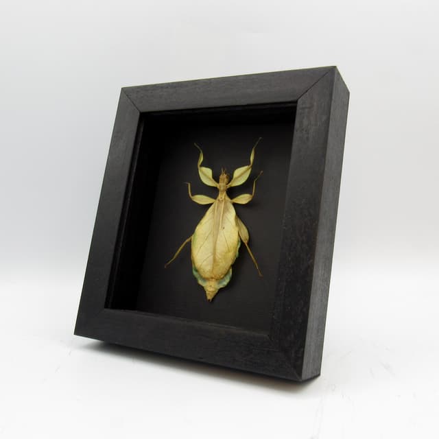 Real Philippine Walking Leaf bug framed taxidermy -Phyllium philippinicum - female