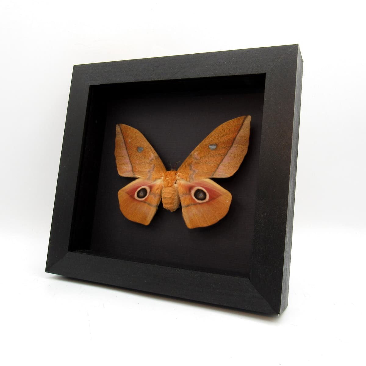 Real Emperor moth framed taxidermy - Lobobunaea acetes - female
