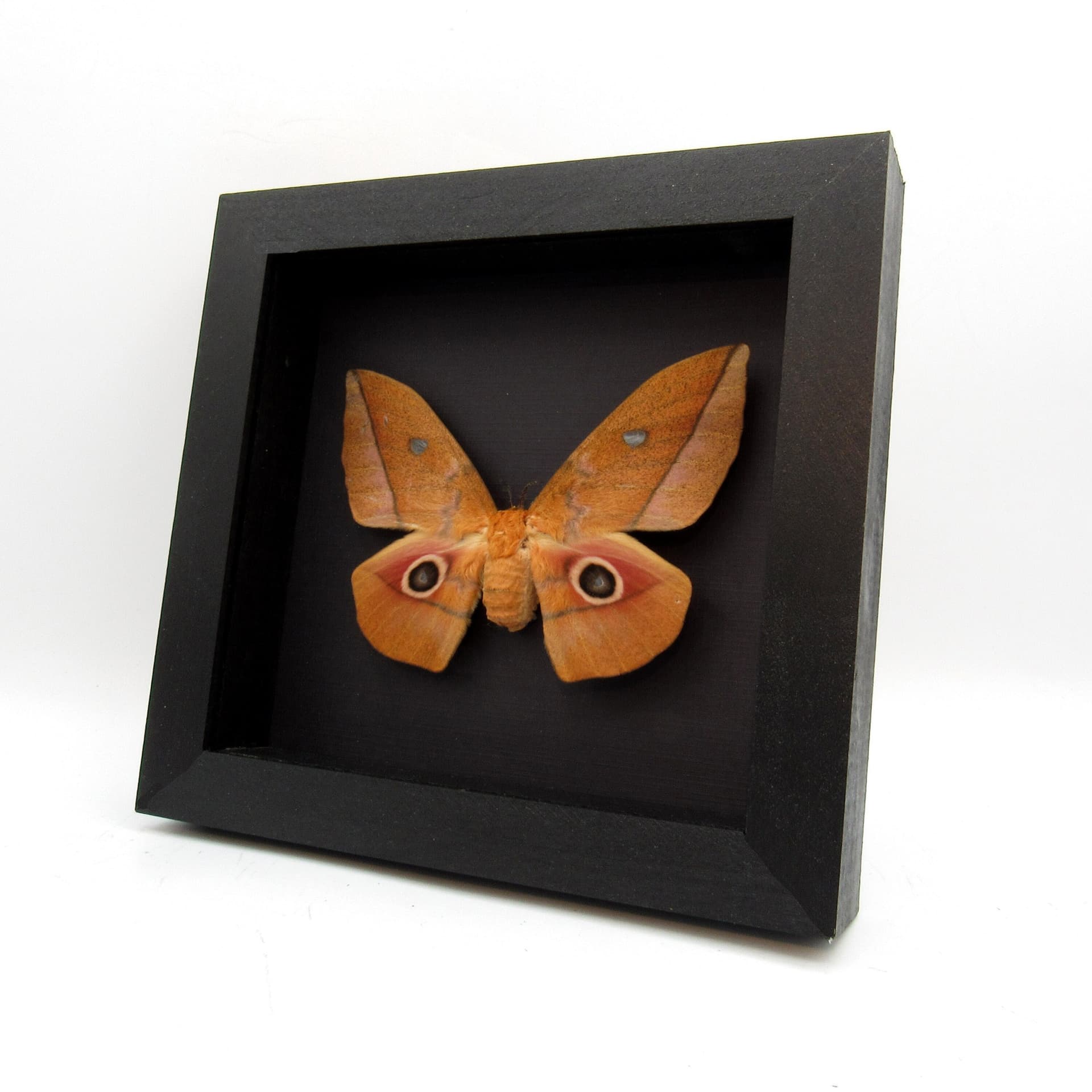 Real Emperor moth framed taxidermy - Lobobunaea acetes - female