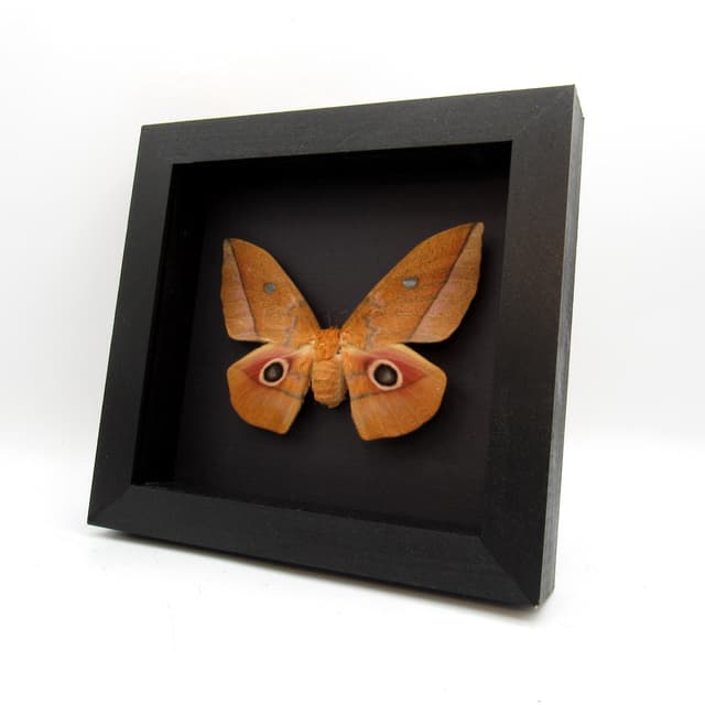 Real Emperor moth framed taxidermy - Lobobunaea acetes - female
