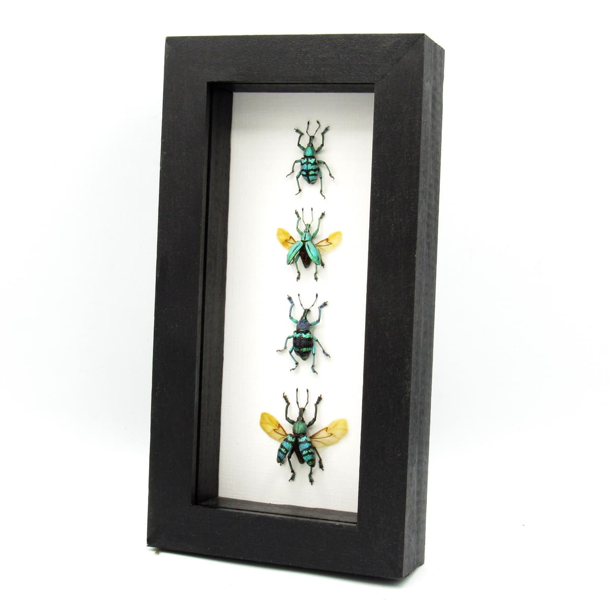 WEEVIL MANIA - real framed metallic glitter weevil beetle collection - wings open and closed