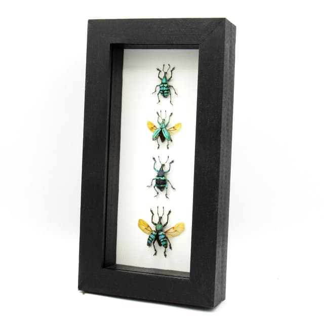 WEEVIL MANIA - real framed metallic glitter weevil beetle collection - wings open and closed