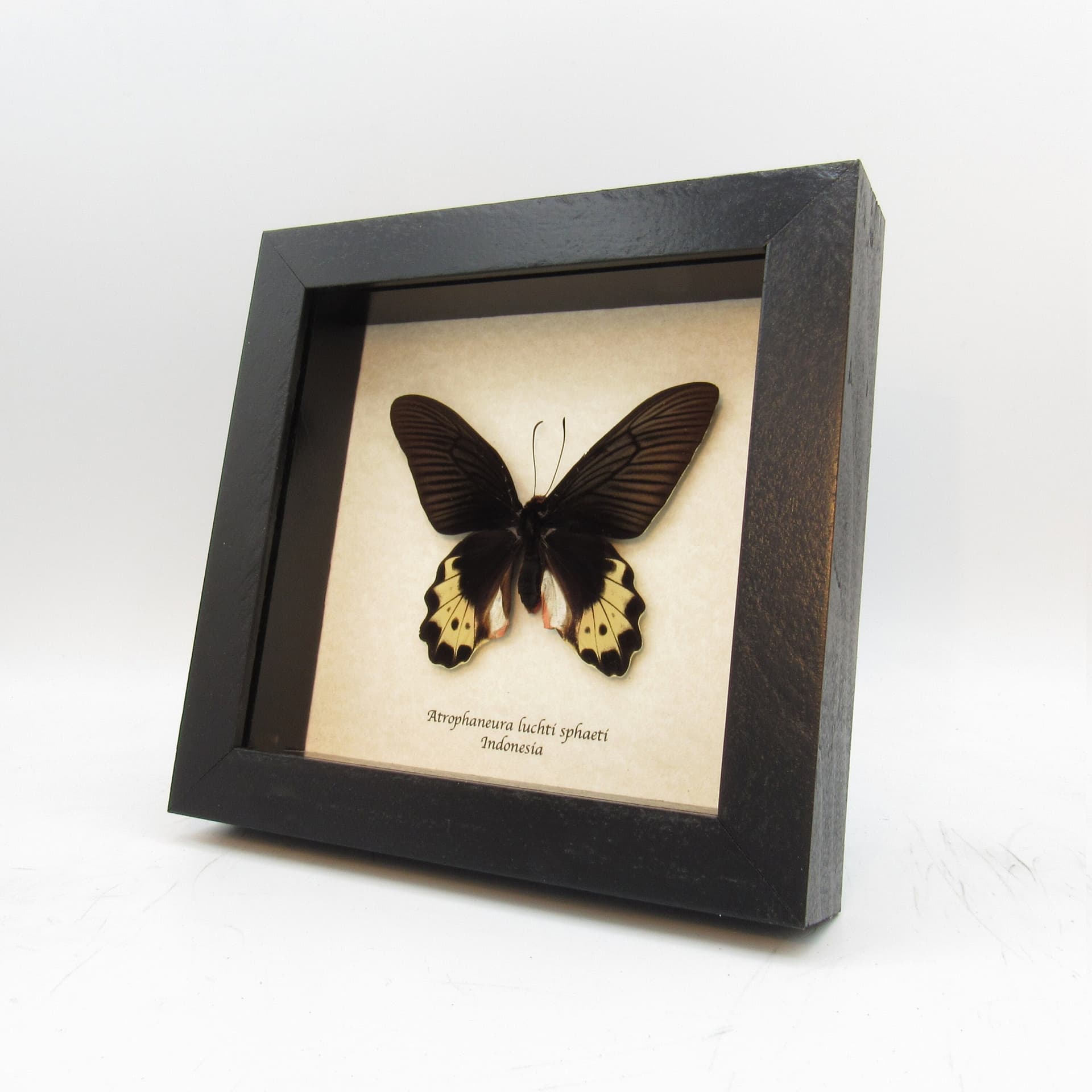 Real butterfly framed taxidermy - Atrophaneura luchti sphaeti