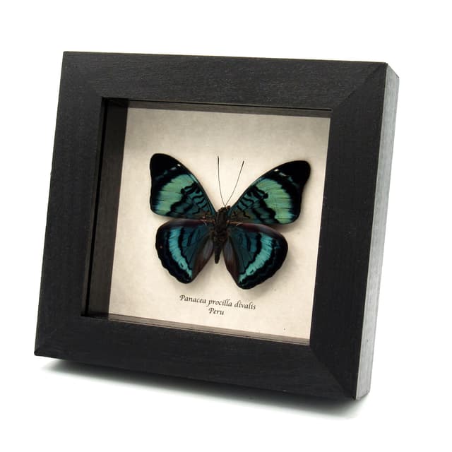 Real blue Procilla Beauty butterfly framed taxidermy - Panacea procilla divalis