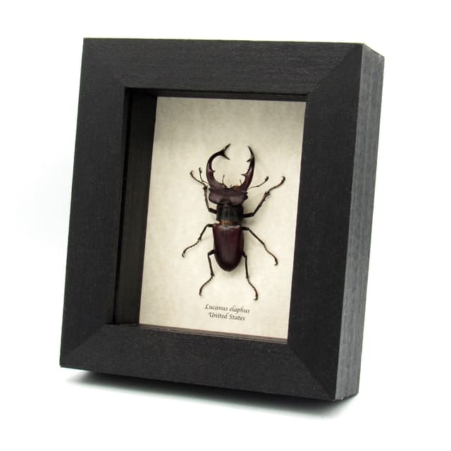 Rare American Giant Stag beetle framed specimen - Lucanus elaphus - XL size