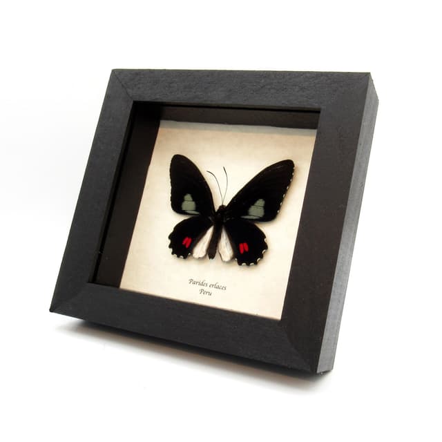 Real Cattleheart butterfly framed taxidermy - Parides erlaces