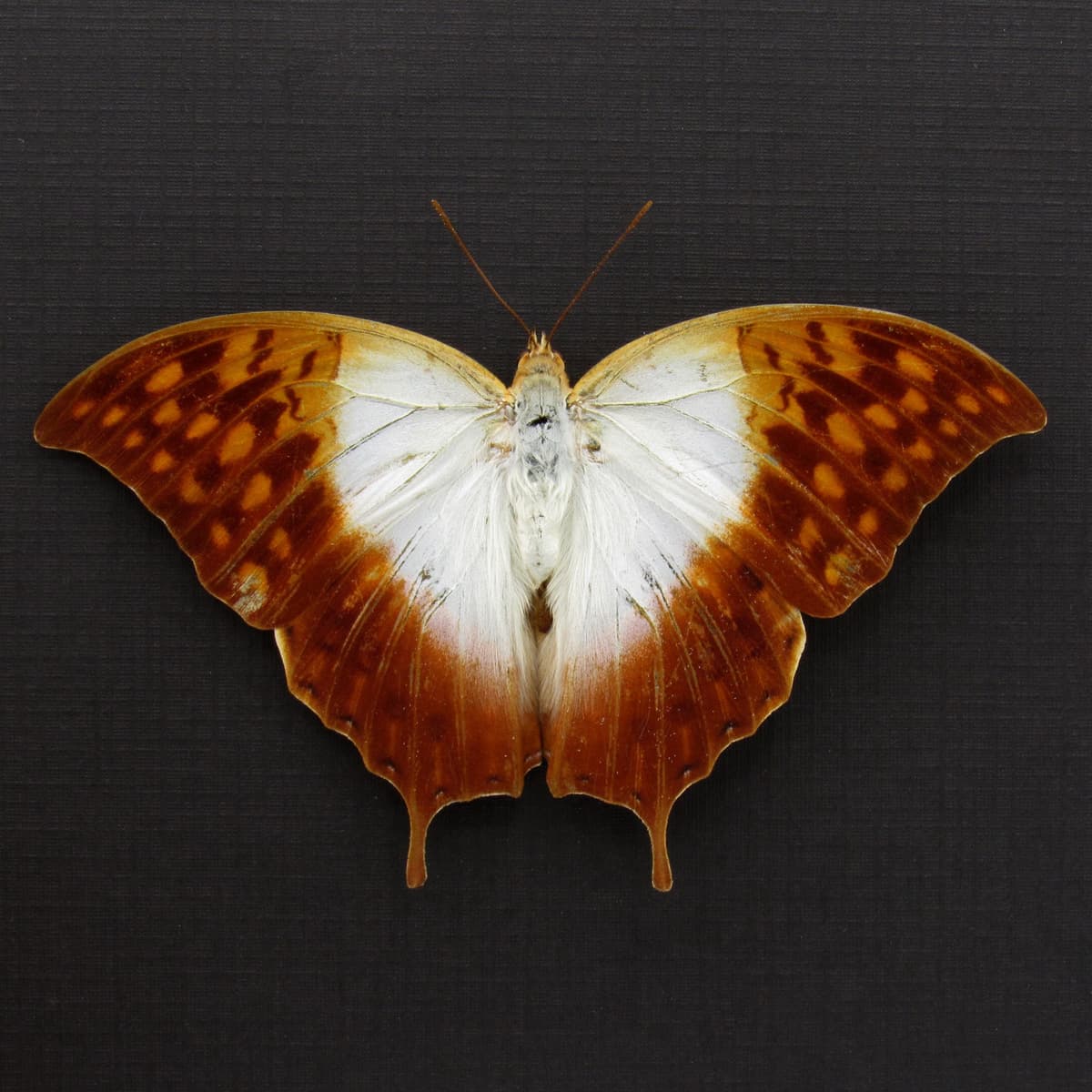 Real sunrise Pearl Emperor butterfly framed taxidermy - Charaxes varanes - large female - Victorian mount