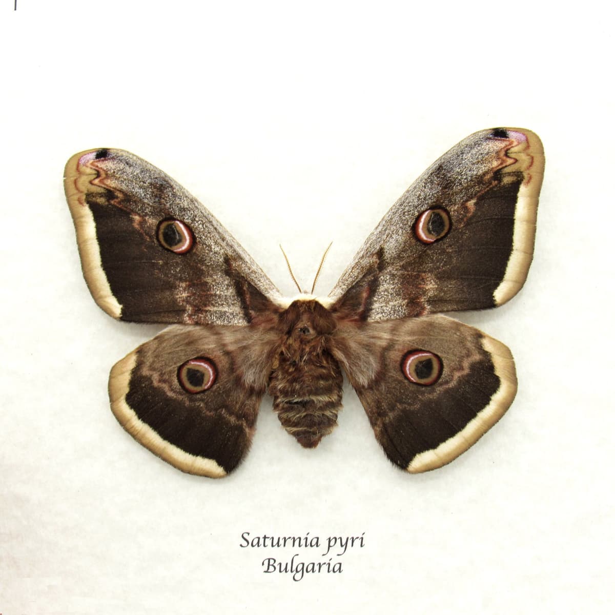 Real XL Peacock moth framed taxidermy - Saturnia pyri - female