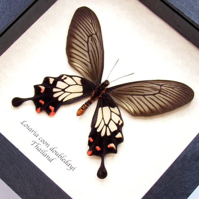 Real red Clubtail butterfly framed taxidermy - Losaria coon doubledayi - female
