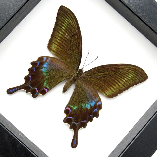 Real large Alpine Black Swallowtail framed taxidermy - Papilio maackii