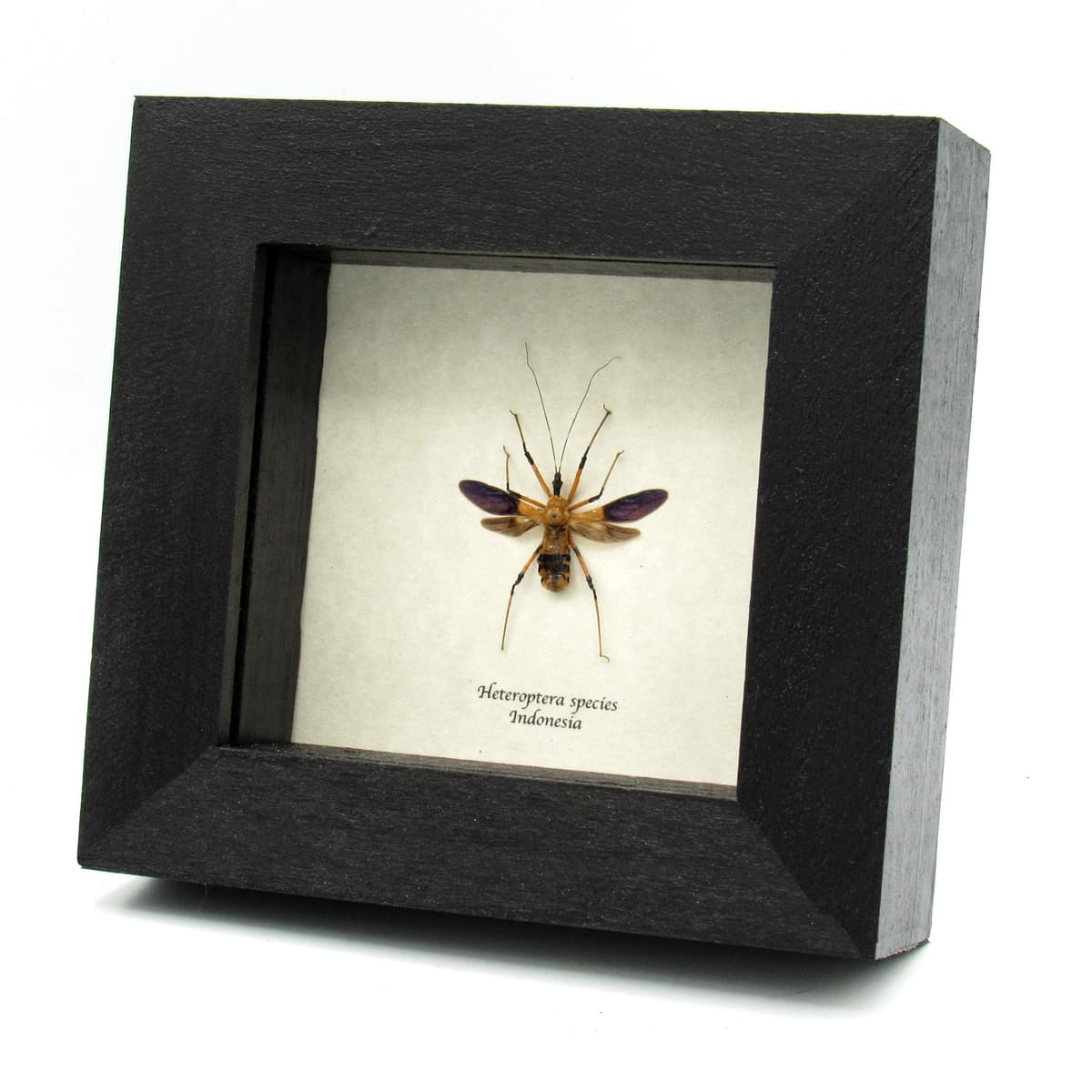 Real Assassin bug framed taxidermy - Heteroptera species