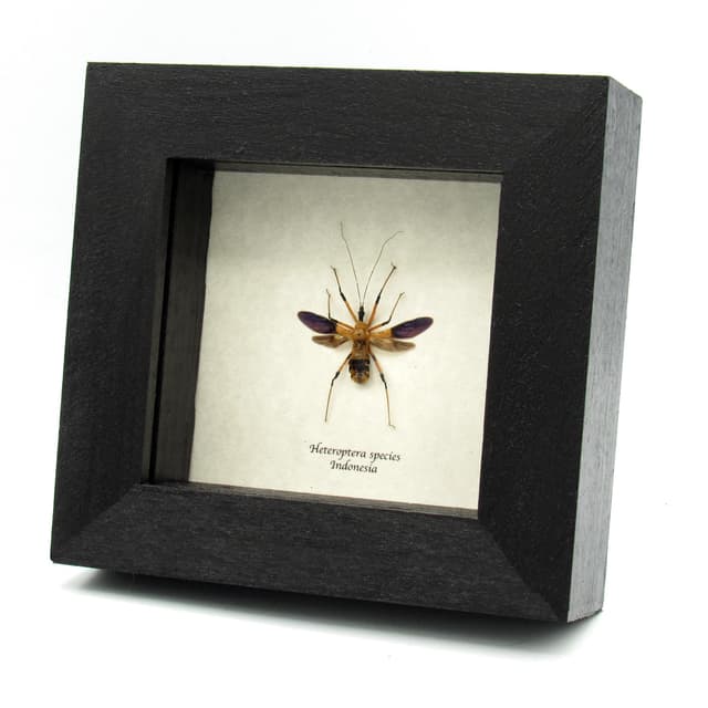 Real Assassin bug framed taxidermy - Heteroptera species
