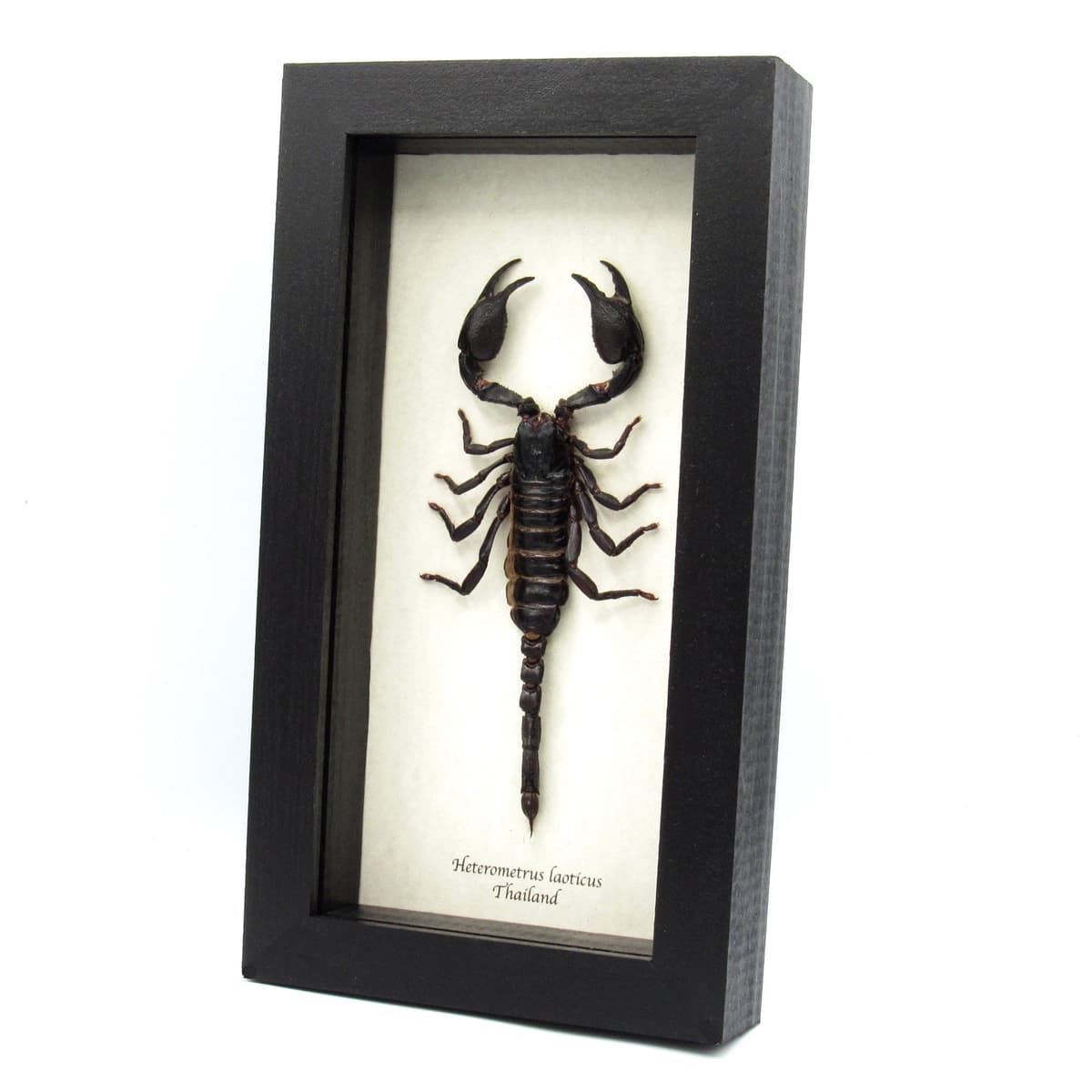 Real XL scorpion framed taxidermy - Heterometrus laoticus