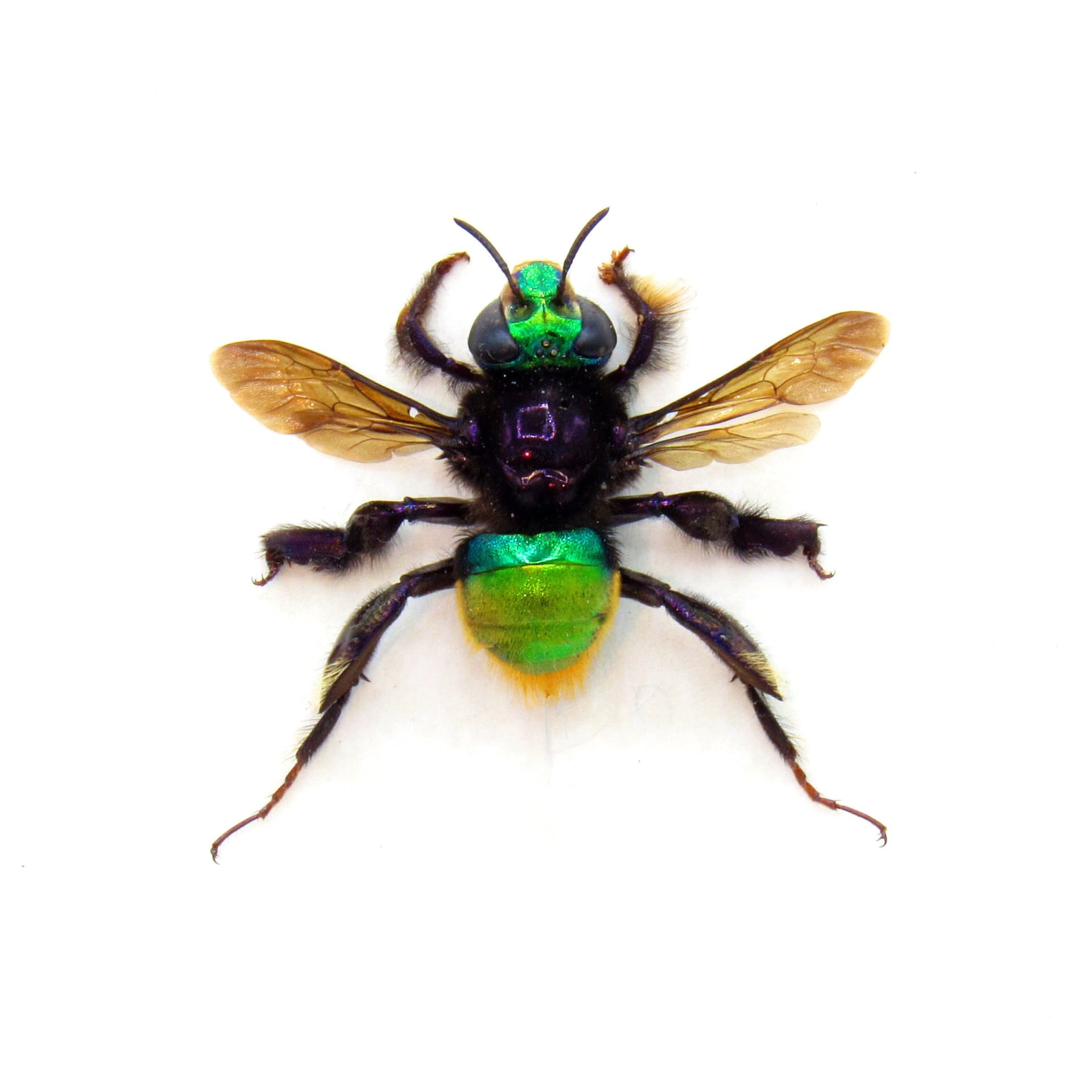 Rare XL multicolored metallic Orchid Bee framed taxidermy - Euglossa species