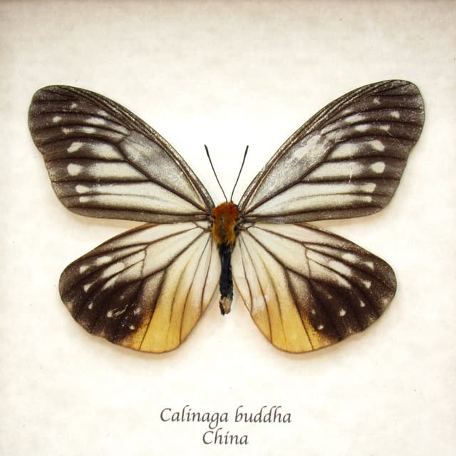 Real Freak butterfly framed taxidermy - Calinaga buddha