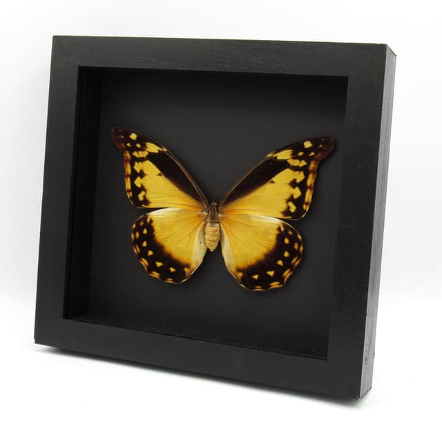 Rare XL Giant Yellow Morpho butterfly framed taxidermy - Morpho rhetenor cacica - female