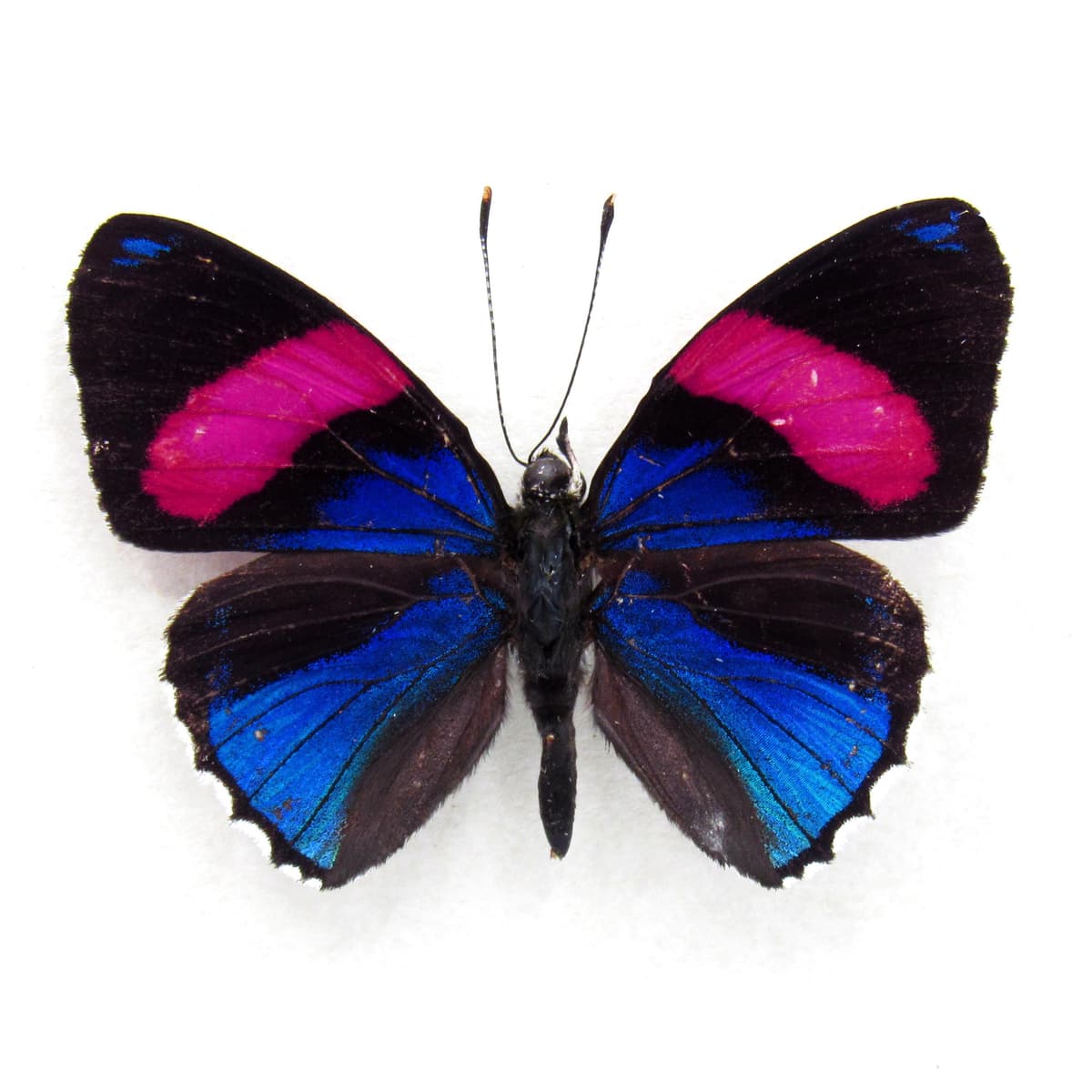 Real metallic blue Hesperis 88 butterfly framed taxidermy - Callicore hesperis