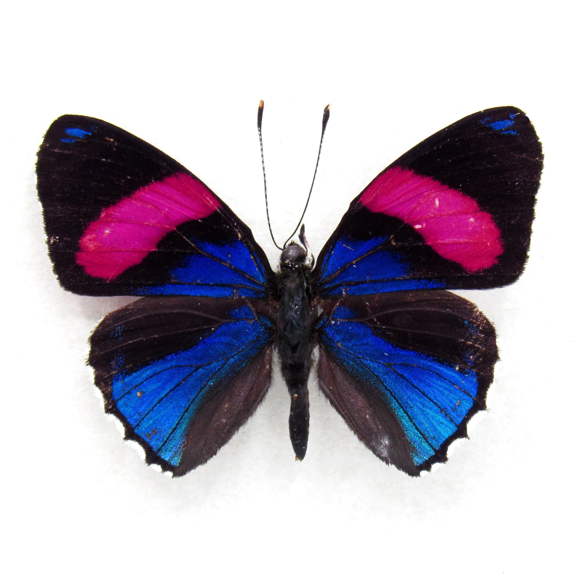 Real metallic blue Hesperis 88 butterfly framed taxidermy - Callicore hesperis