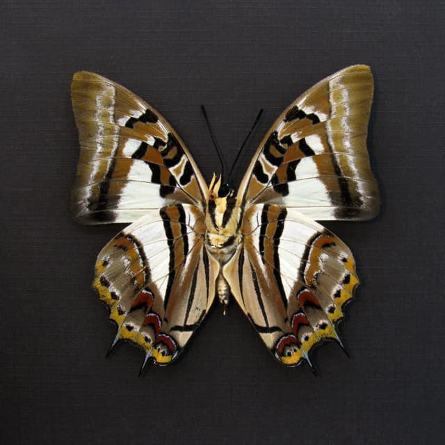 Real butterfly framed taxidermy - Polyura pyrrhus