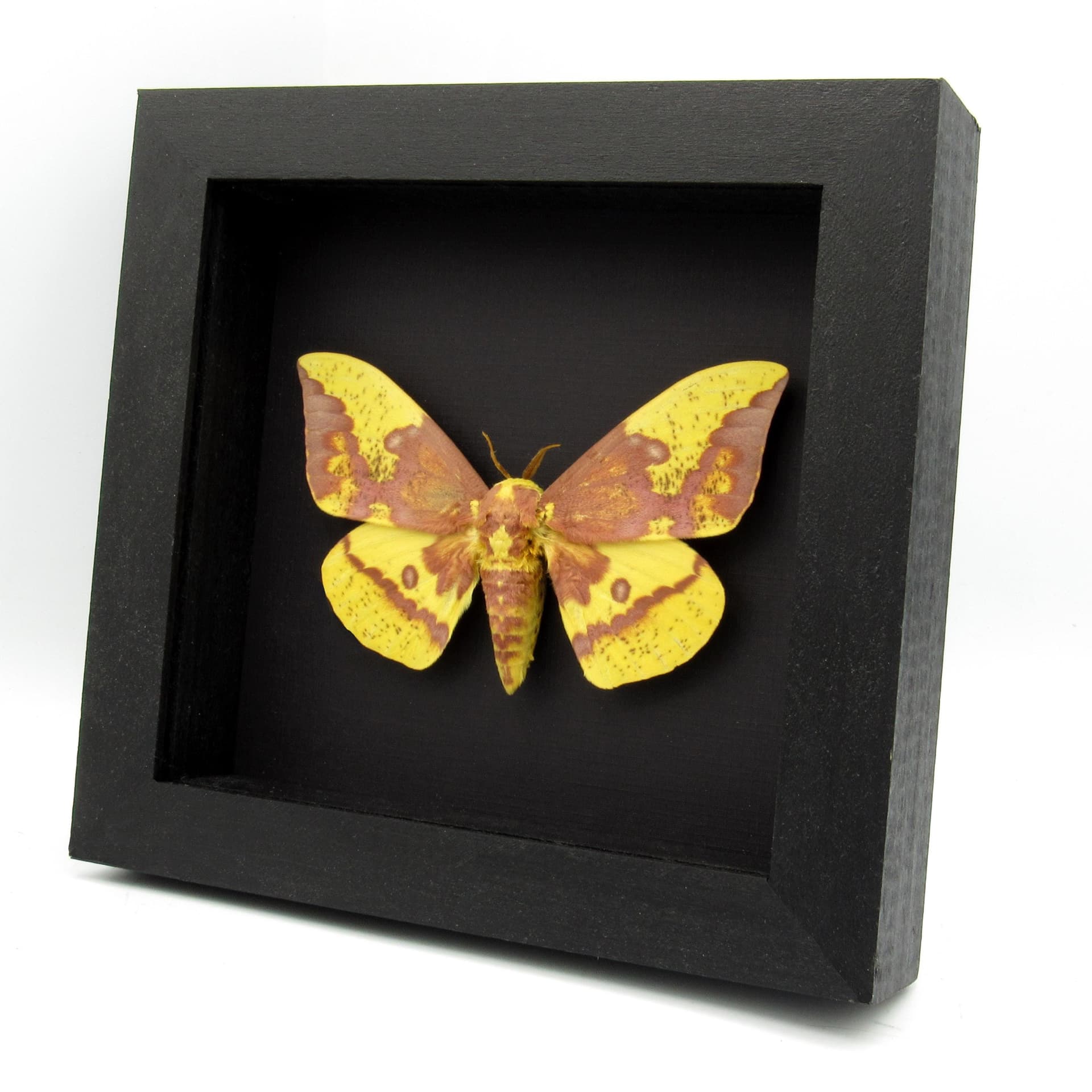 Real XL Imperial moth framed taxidermy - Eacles imperialis