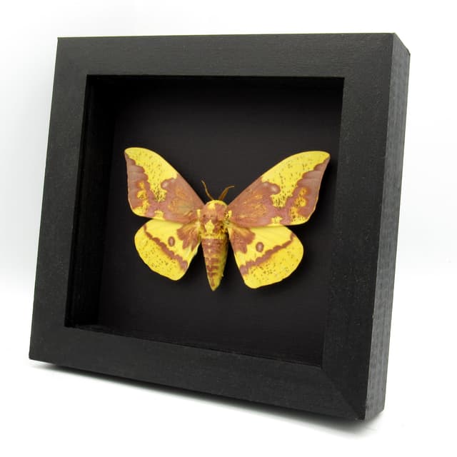 Real XL Imperial moth framed taxidermy - Eacles imperialis