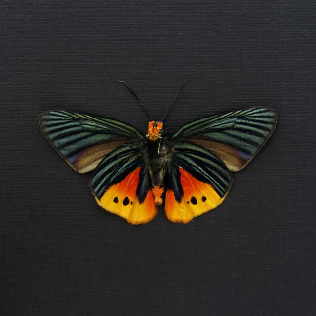 Rare Flame Tip Skipper butterfly framed taxidermy - Choaspes illuensis ornatus - Victorian mount