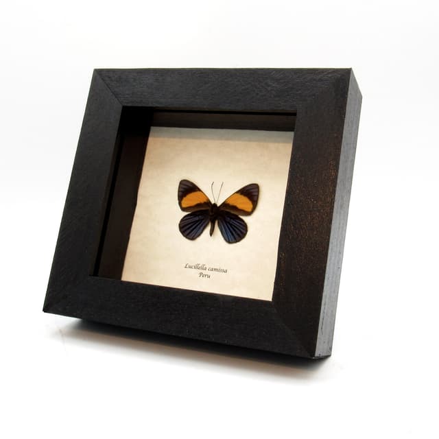 Rare Metalmark butterfly framed taxidermy - Lucillella camissa