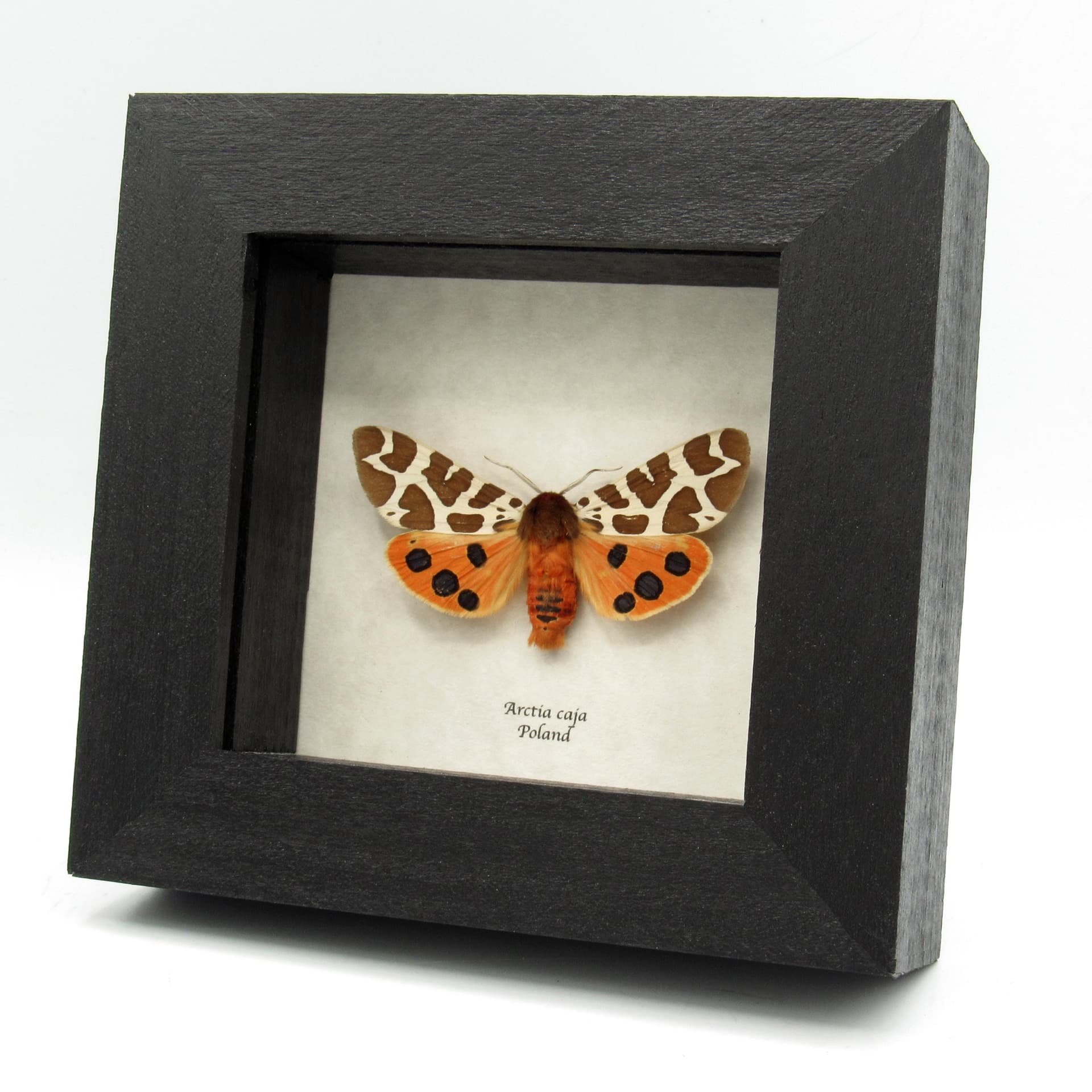 Real Garden Tiger moth framed taxidermy - Arctia caja - large female