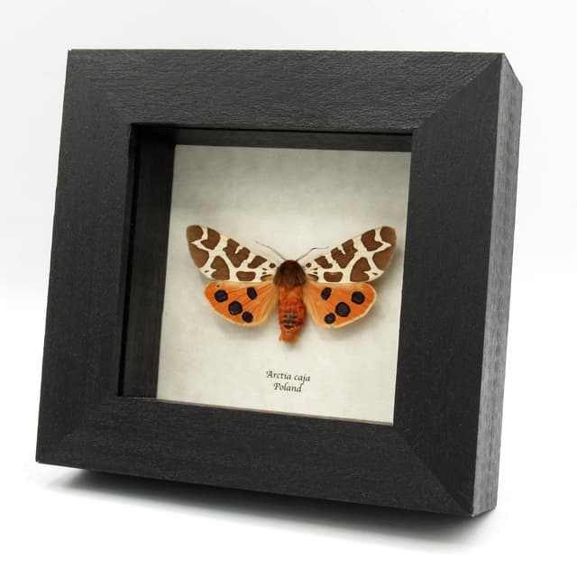 Real Garden Tiger moth framed taxidermy - Arctia caja - large female