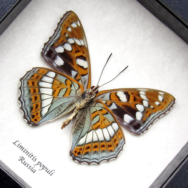 Real Poplar Admiral framed taxidermy butterfly - Liminitis populi