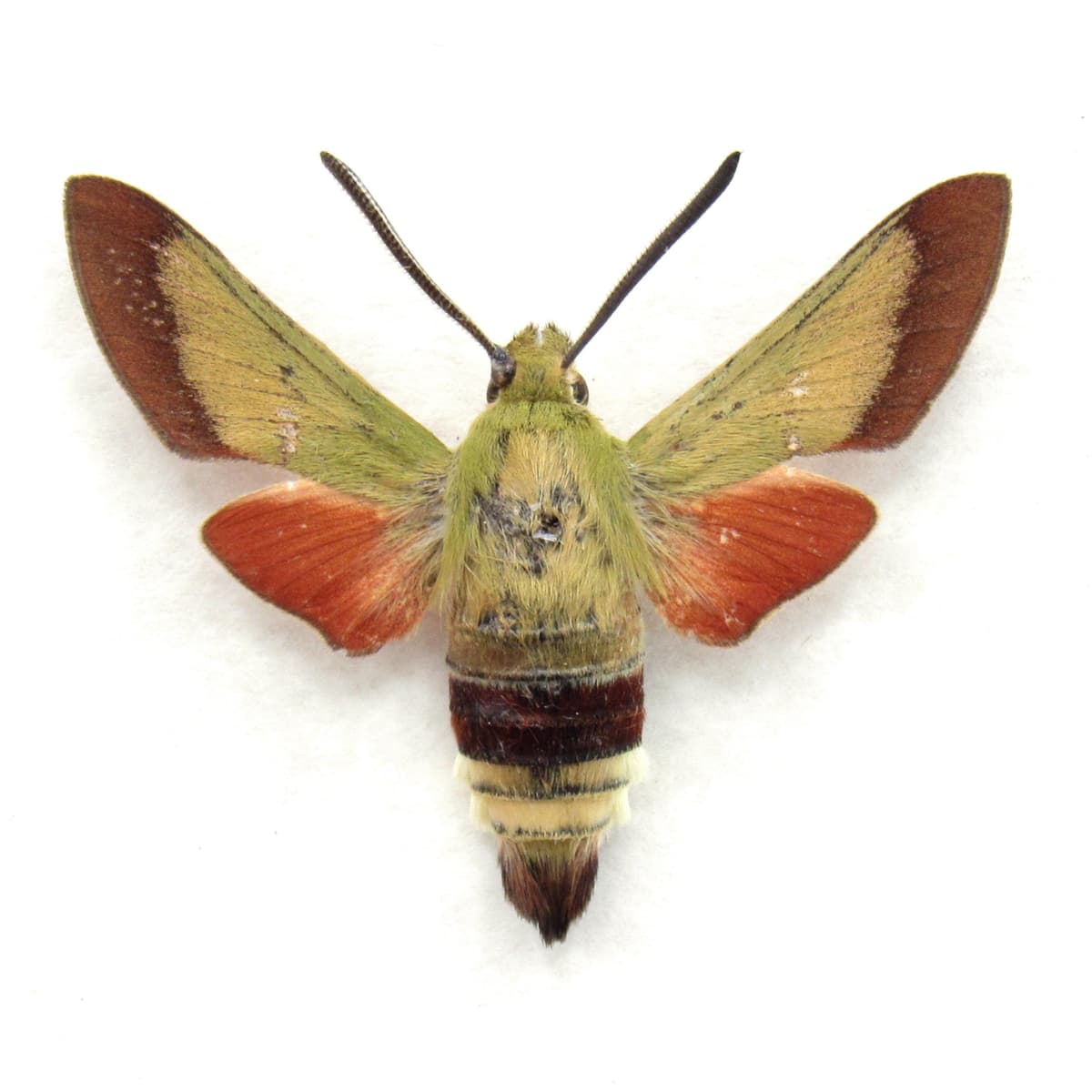 Rare Olive Bee Hawkmoth framed taxidermy specimen - Hemaris croatica