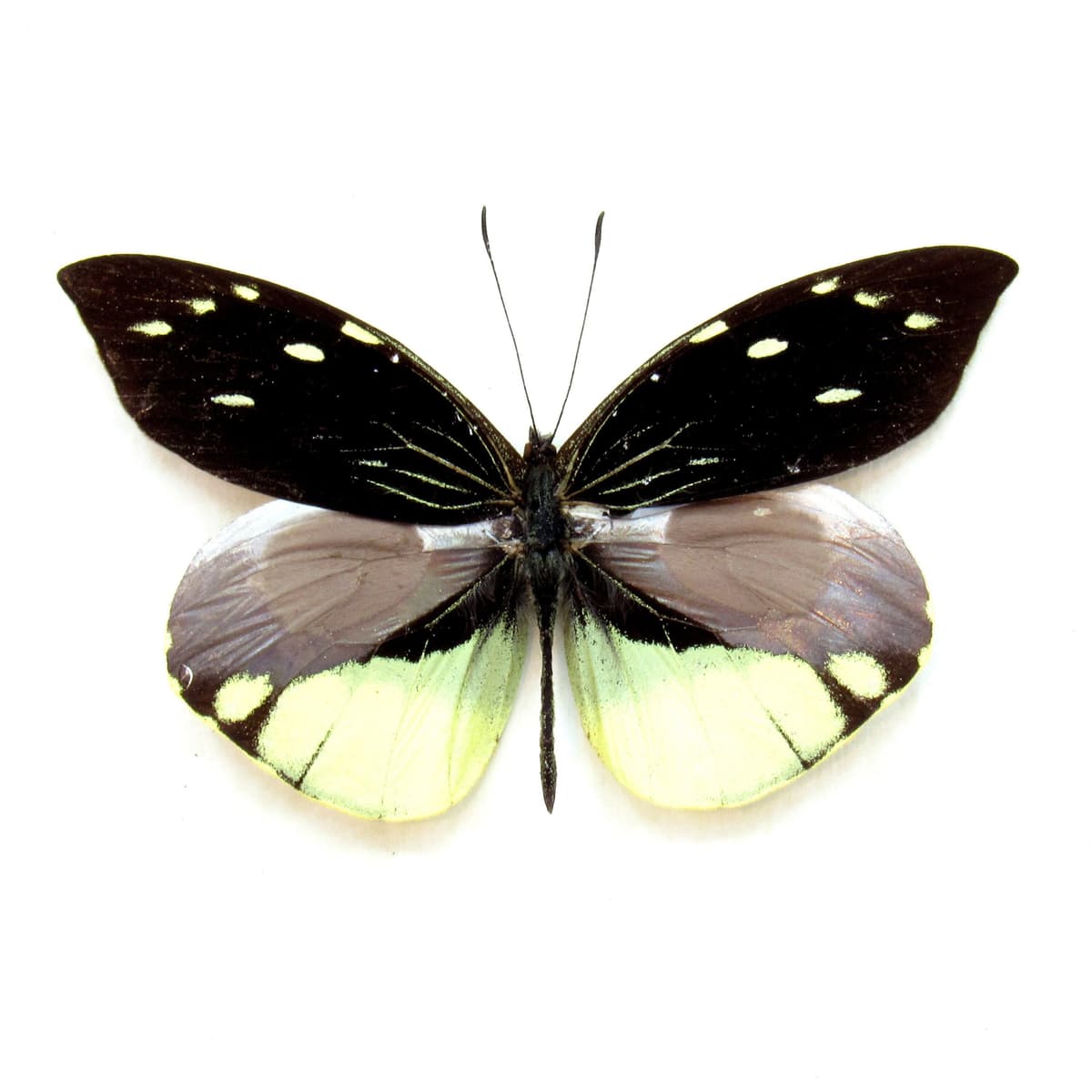 Real yellow butterfly framed taxidermy - Dismorphia nemensis