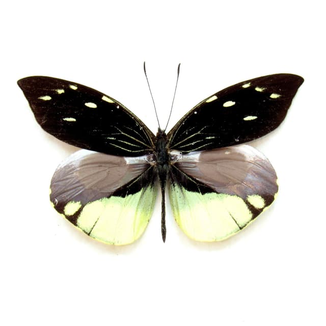 Real yellow butterfly framed taxidermy - Dismorphia nemensis