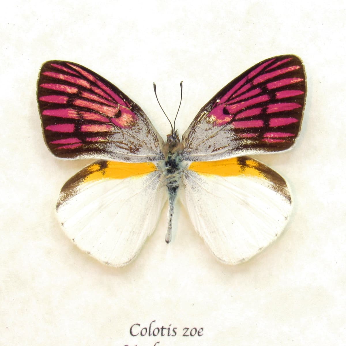 Rare magenta butterfly framed taxidermy - Colotis zoe