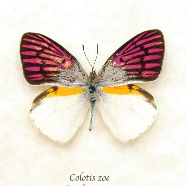 Rare magenta butterfly framed taxidermy - Colotis zoe