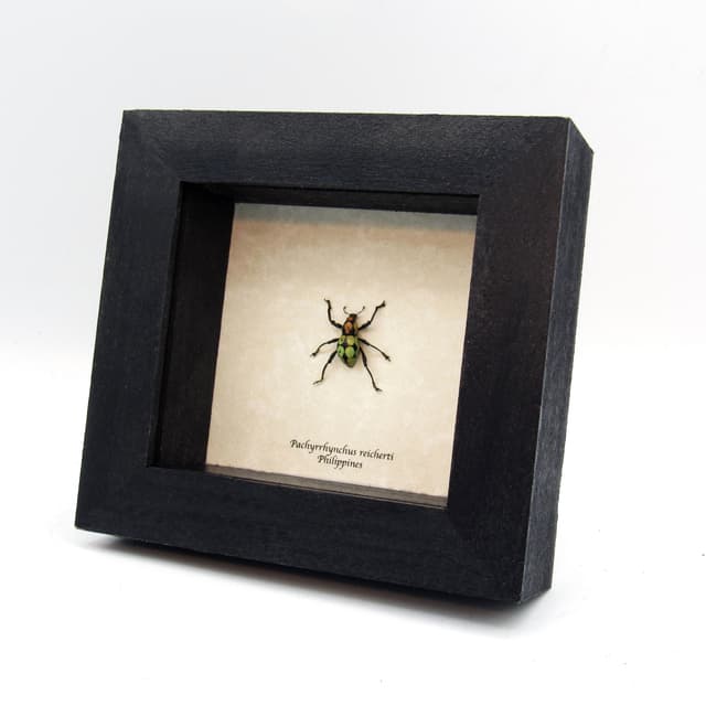 WEEVIL MANIA!  Rare glitter weevil framed taxidermy - Pachyrhynchus reicherti