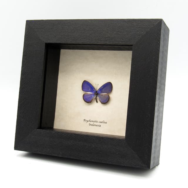 Tiny real purple butterfly framed taxidermy - Psychonotis caelius