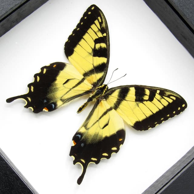 Real large Tiger Swallowtail framed taxidermy - Papilio glaucus