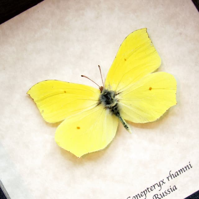 Real yellow Common Brimstone butterfly framed taxidermy - Gonepterux rhamni