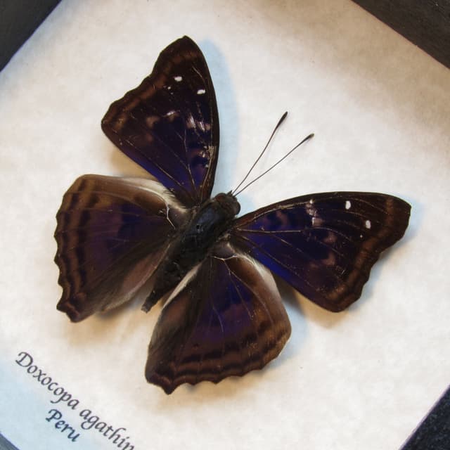 Real purple Agathina Emperor butterfly framed taxidermy - Doxocopa agathina