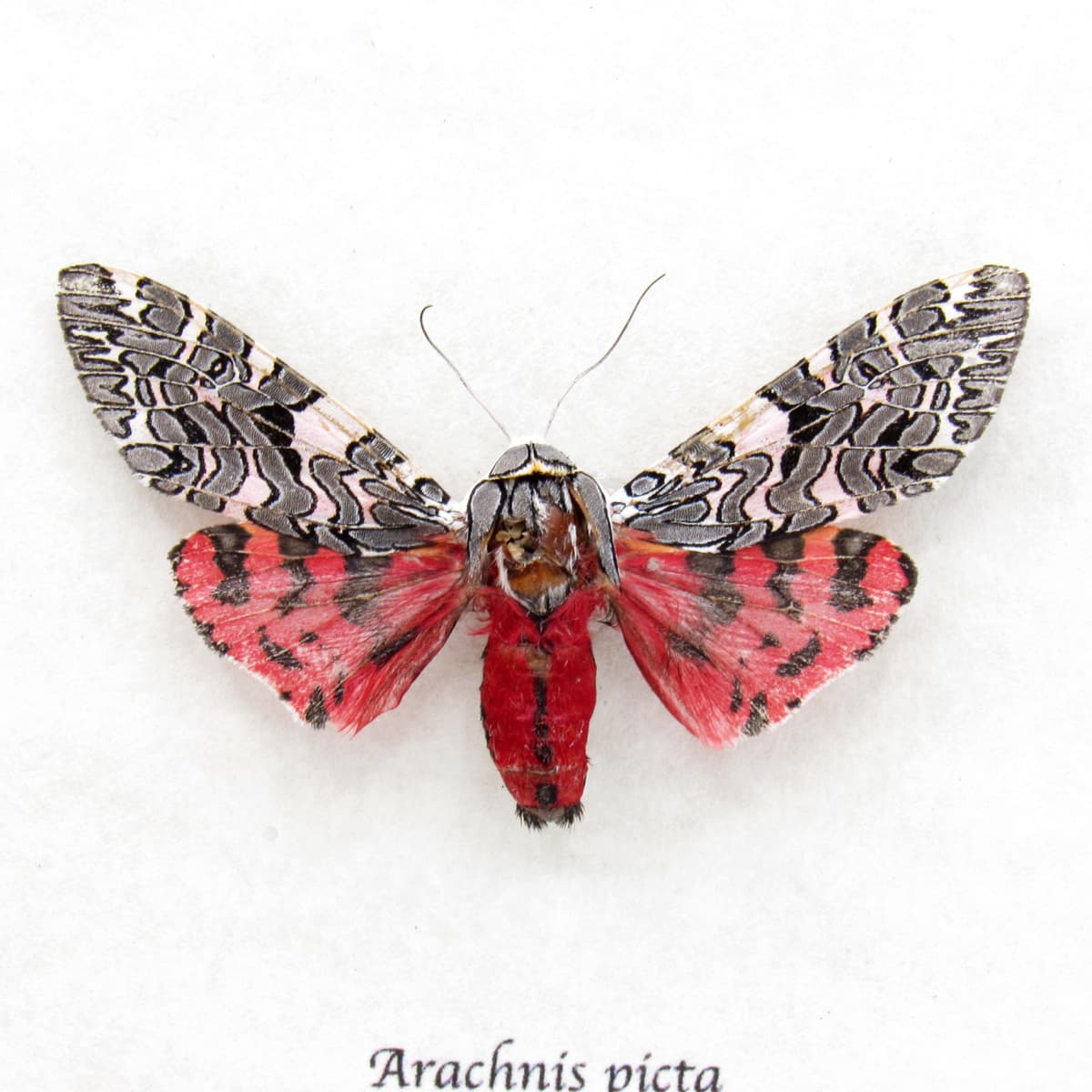 Real framed taxidermy Tiger Moth - Arachnis picta - large female