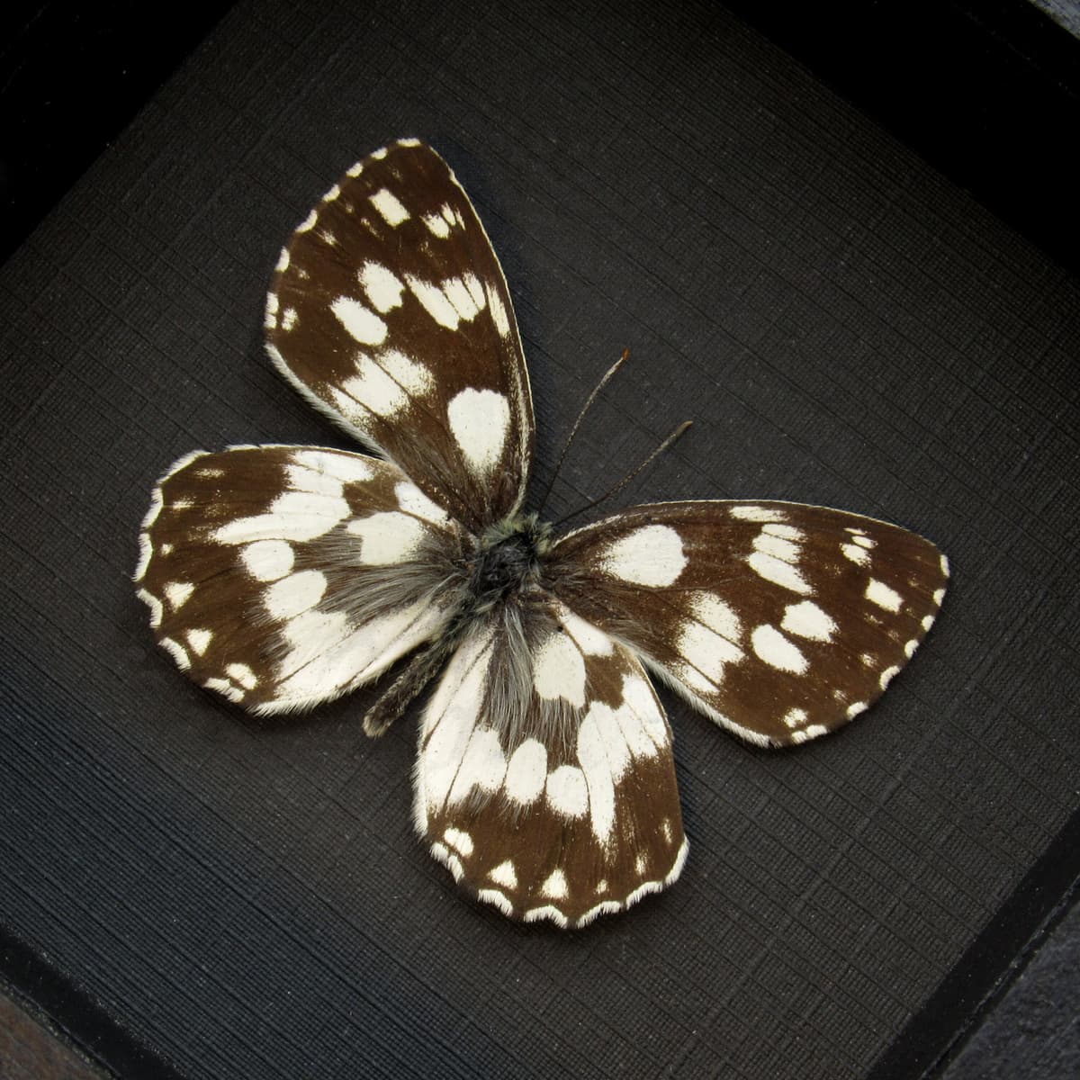 Real black and white butterfly framed taxidermy - Melanargia galatea