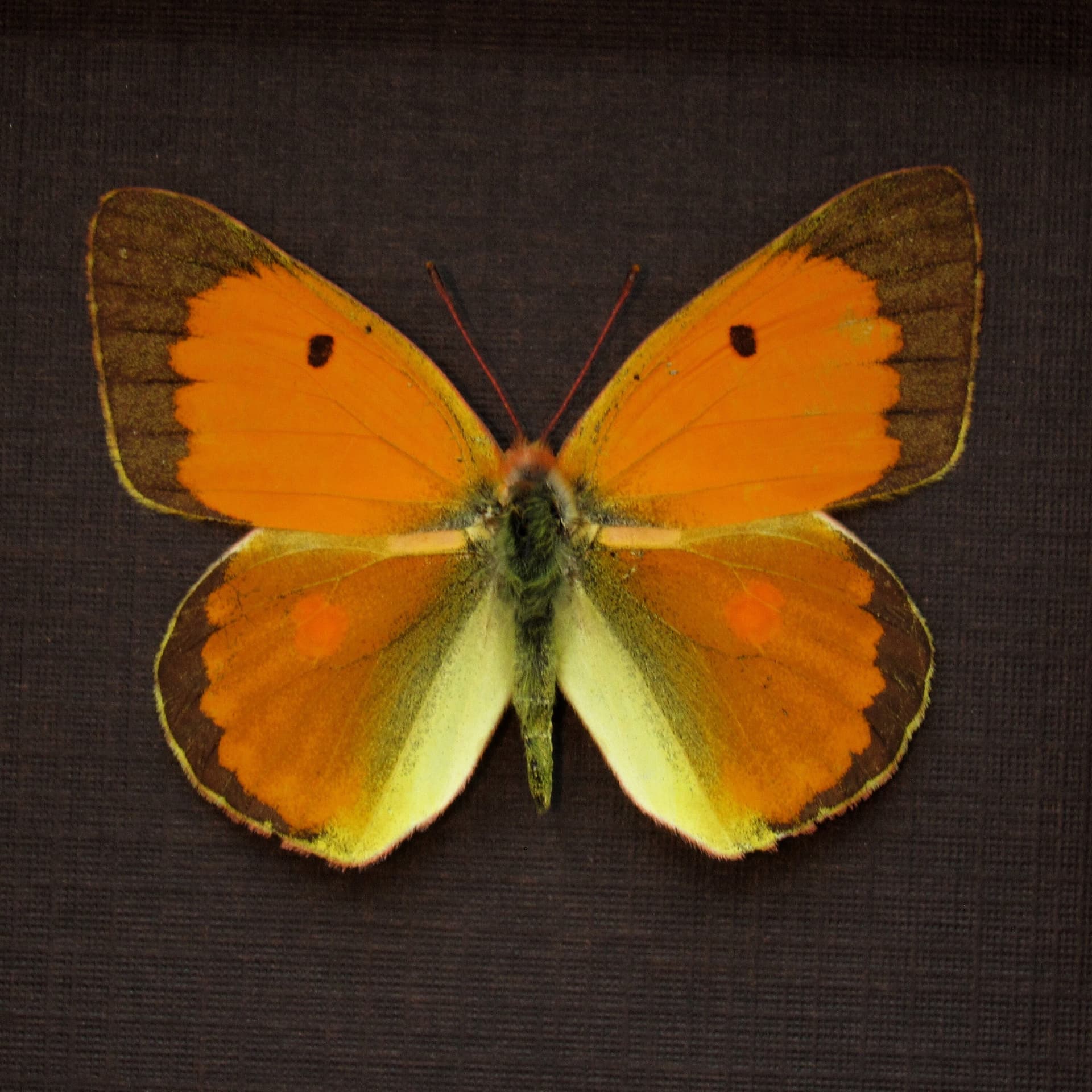Real Danube Clouded Yellow butterfly framed taxidermy - Colias myrmidone