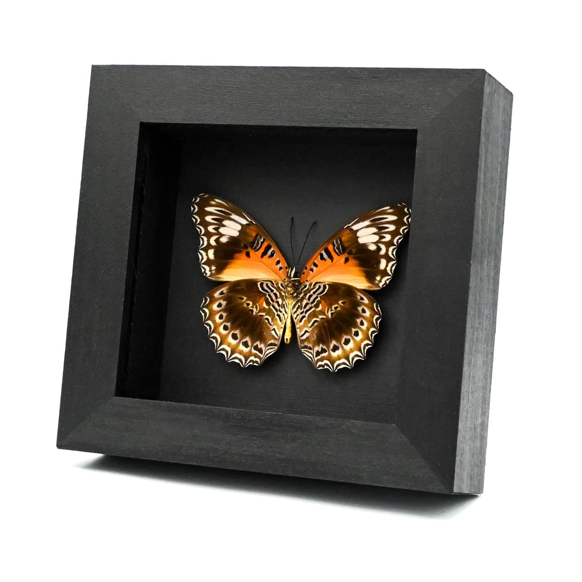 Real Eastern Red Lacewing butterfly framed taxidermy - Cethosia cydippe
