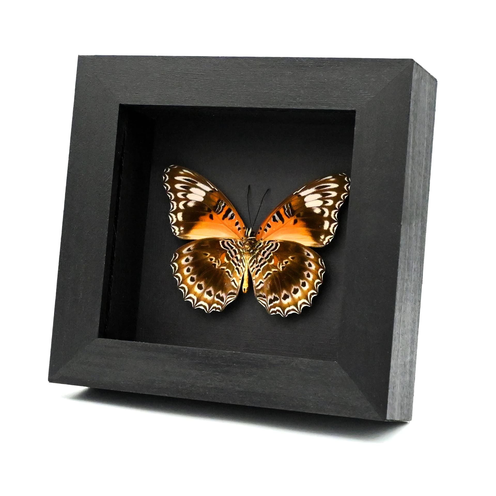 Real Eastern Red Lacewing butterfly framed taxidermy - Cethosia cydippe