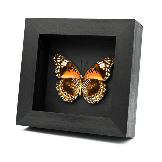 Real Eastern Red Lacewing butterfly framed taxidermy - Cethosia cydippe